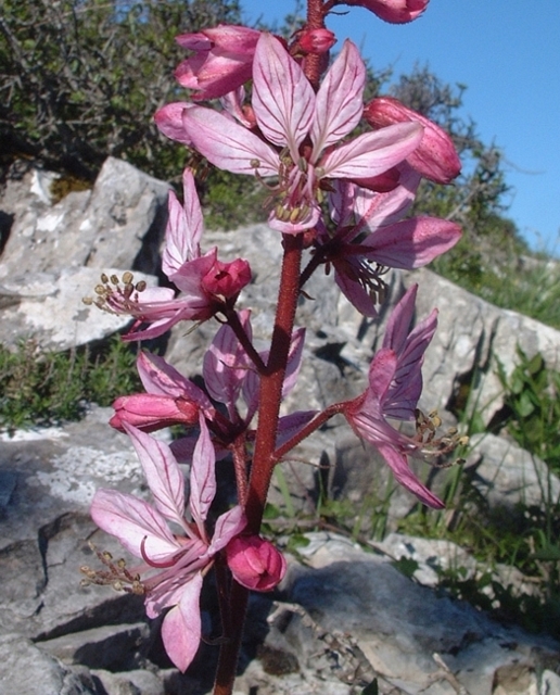 Dictamnus albus / Limonella, frassinella